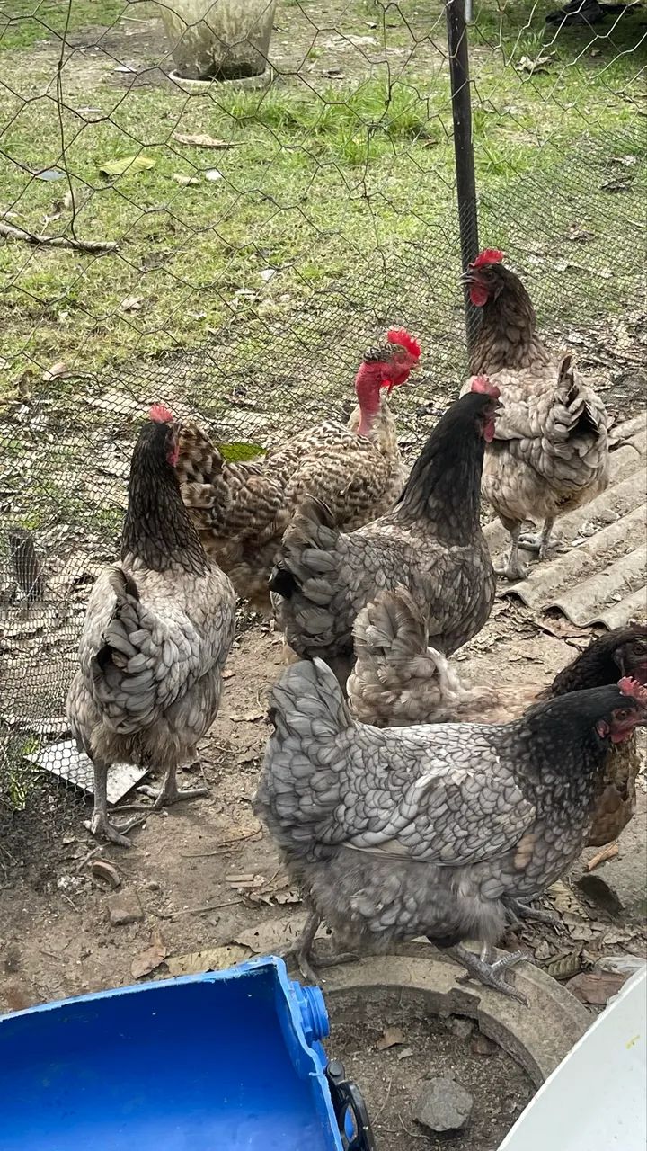 Ovos de Galinha Australorp Azul 