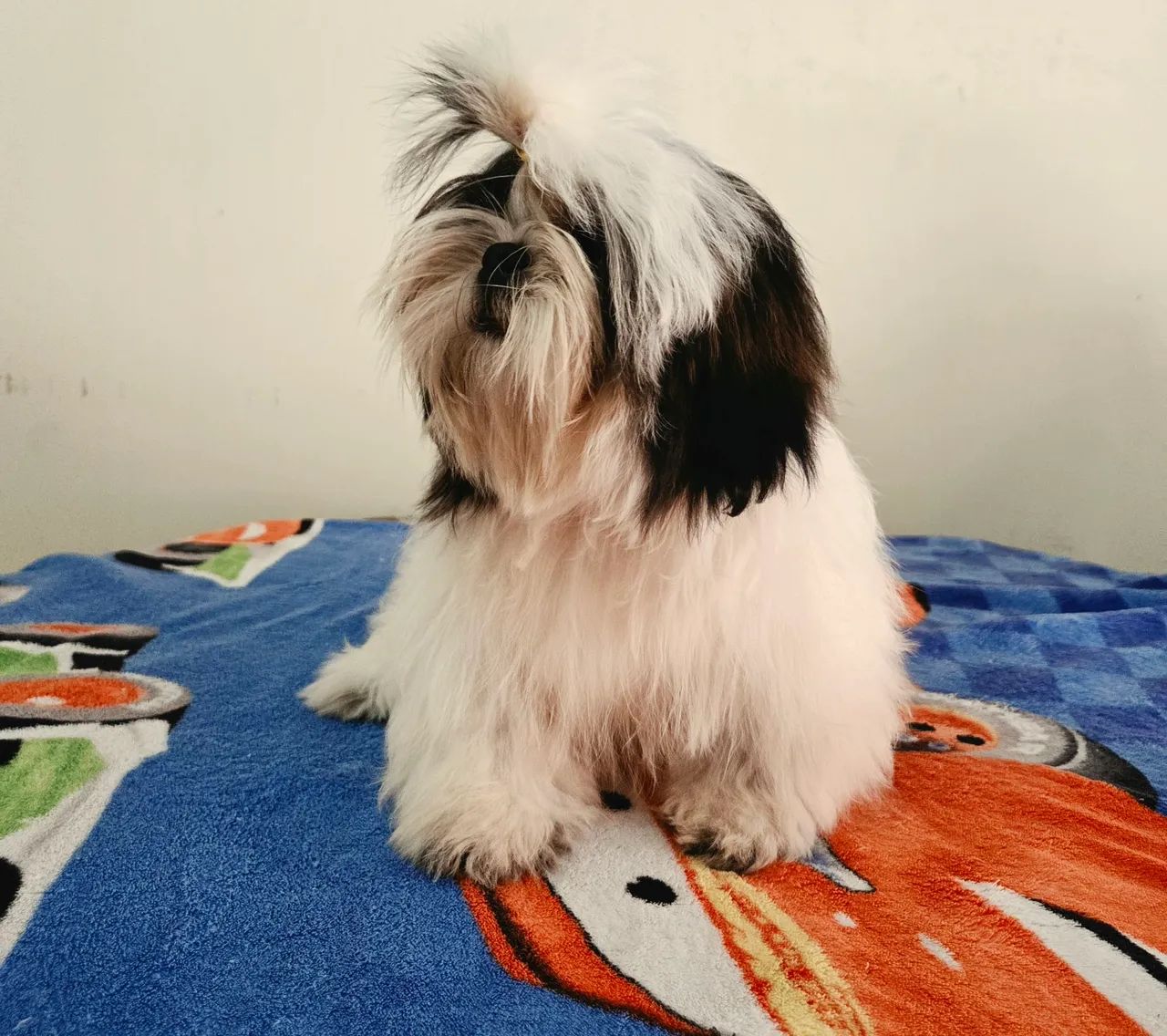 Shih tzu 4 meses macho mini - Foto 3
