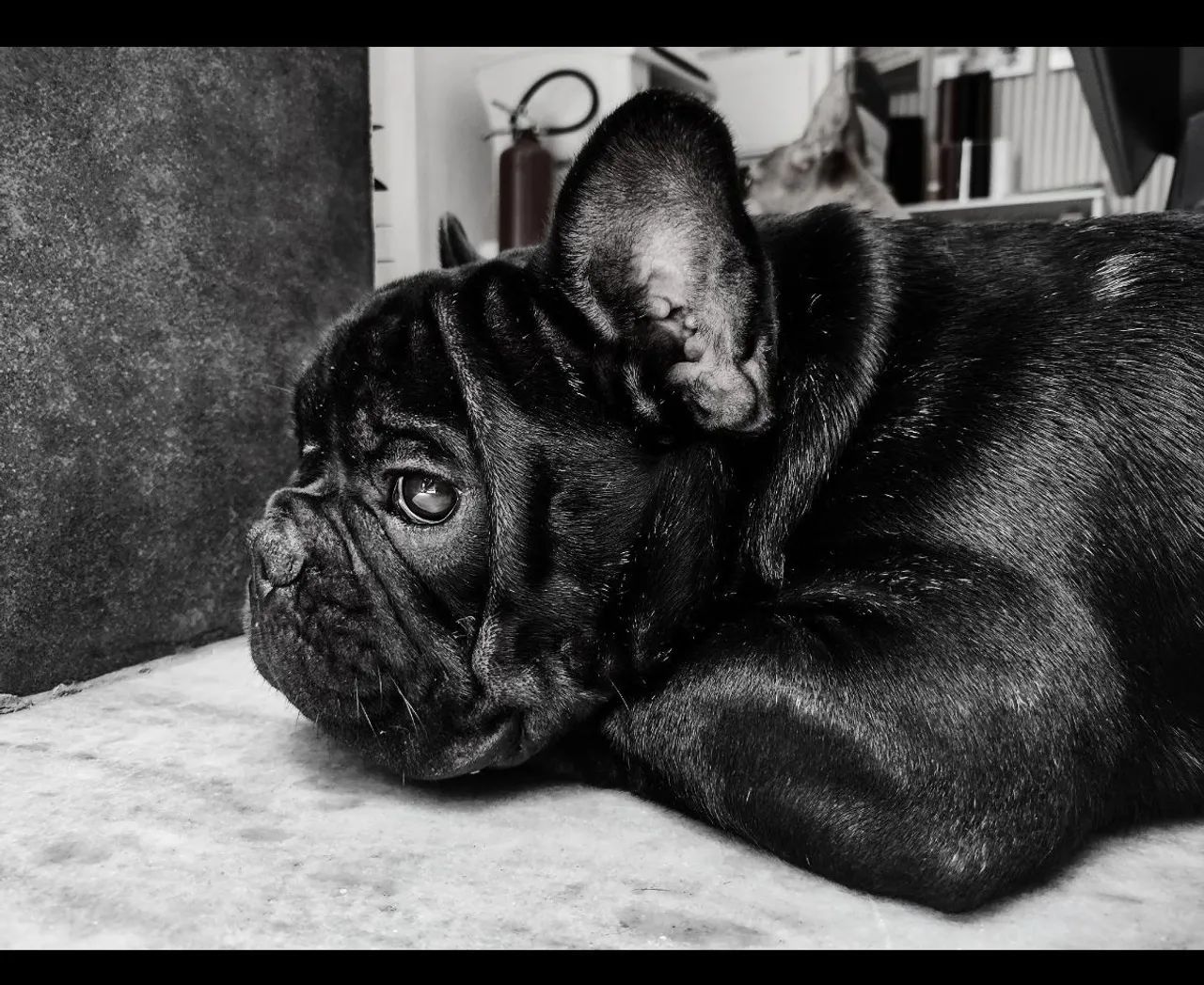 Bulldog francês 