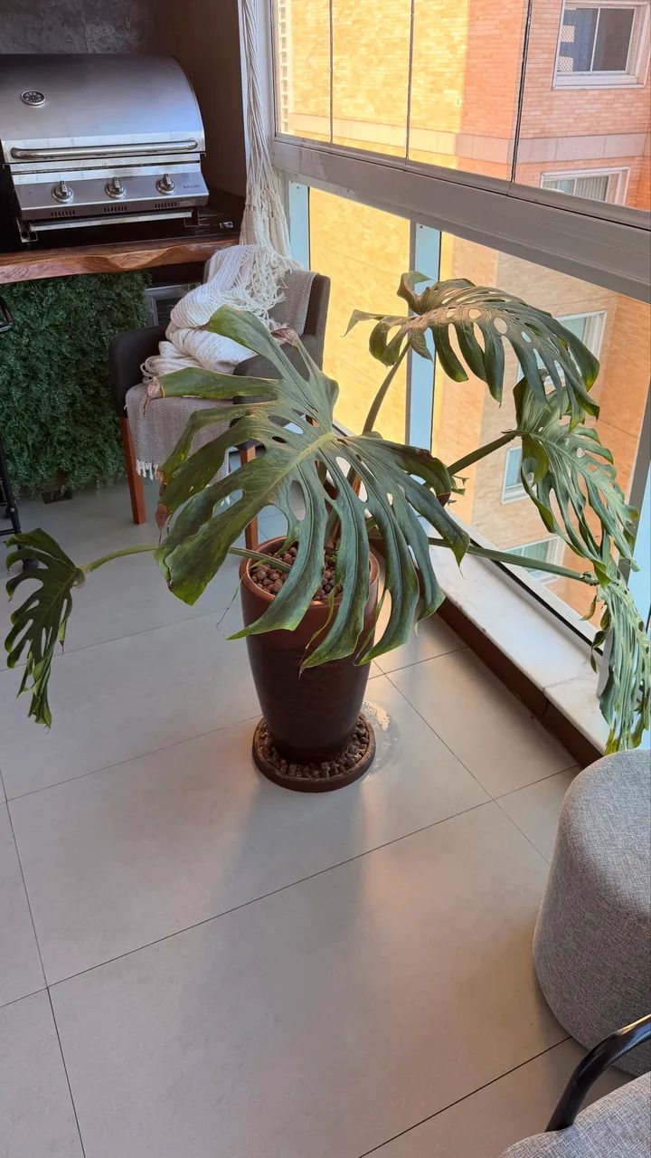Planta - Foto 2