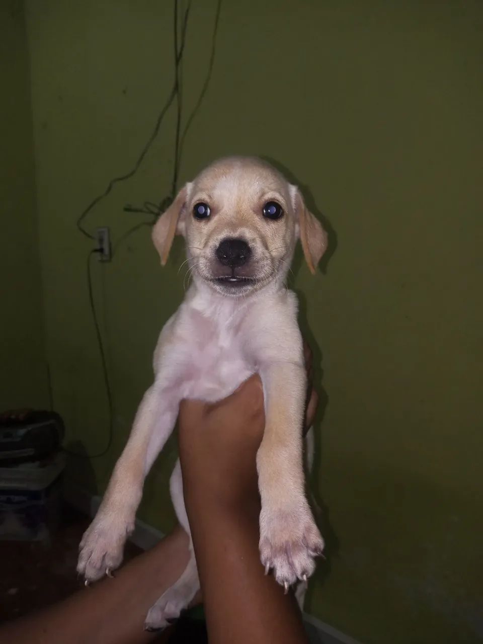 cachorrinhos para adoção  - Foto 3