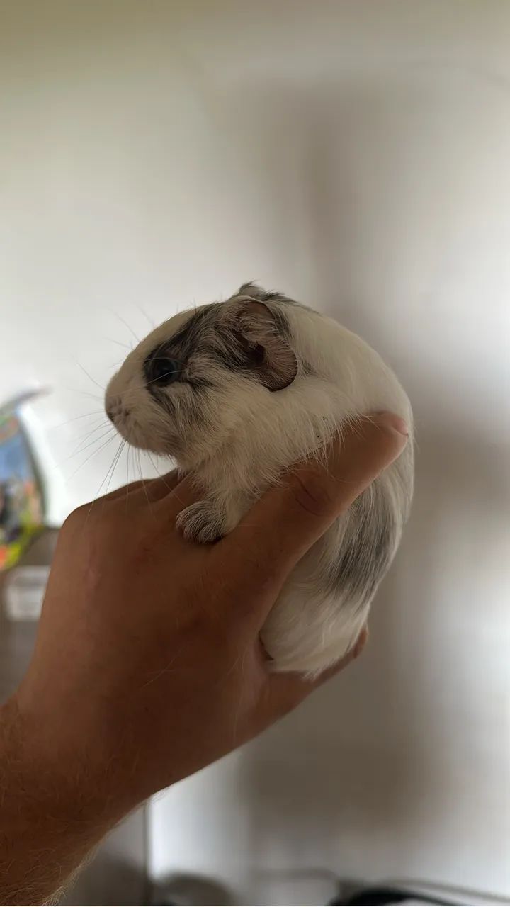 Porquinho da índia  - Foto 6