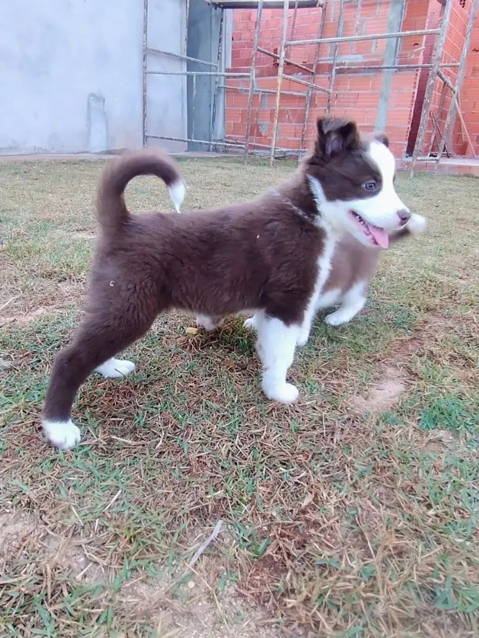 FILHOTES DE BORDER COLLIE  - Foto 2