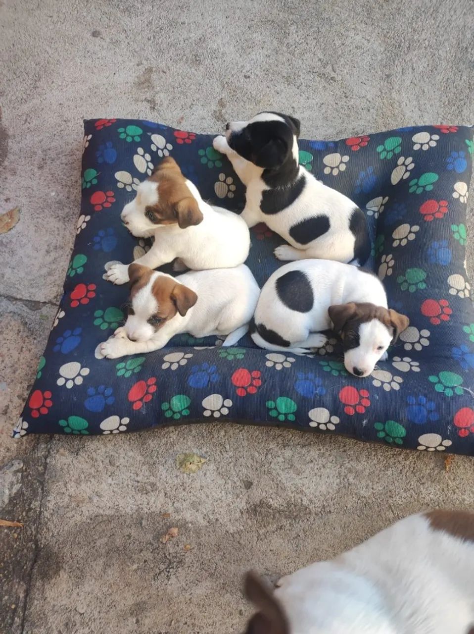 Filhotes de Jack Russel - Foto 2