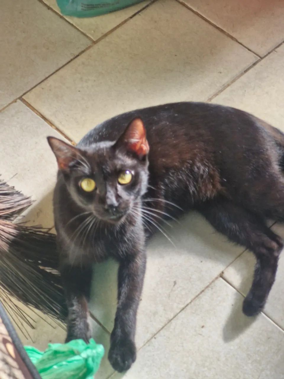 Adoção de gato  - Foto 2