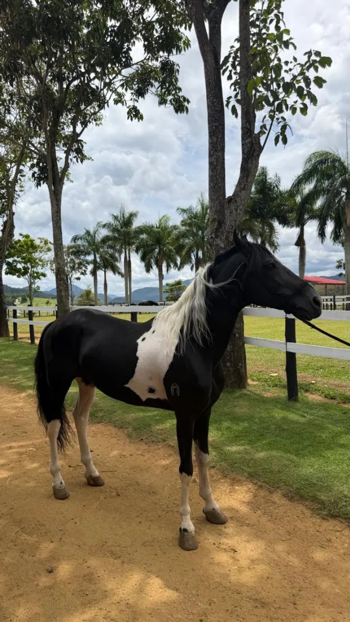 Cavalo Mangalarga Marchador Registrado - Foto 2