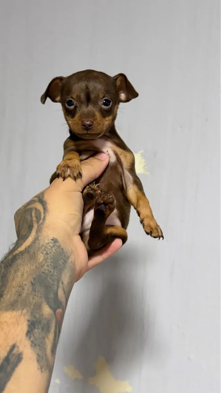 Pinscher machos miniatura  - Foto 2