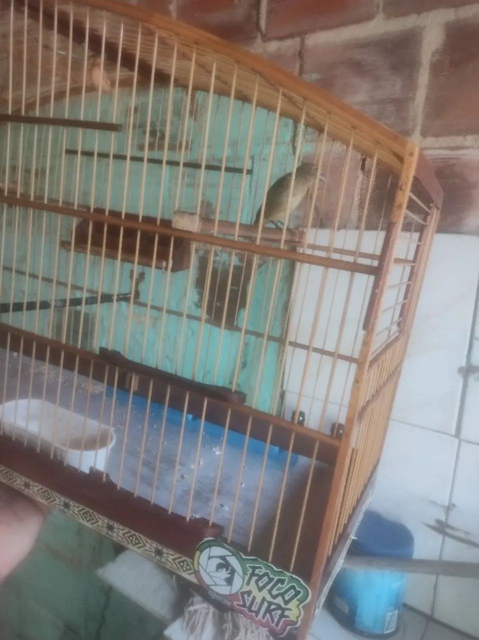 Gaiola  - Foto 2