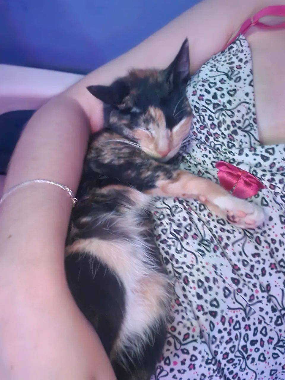 Doação de gatinha - gatinha tricolor - Foto 4