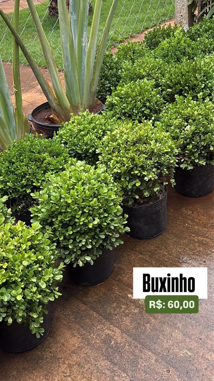 Muda de Buxinho 
