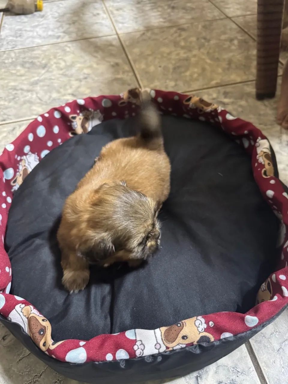 Filhote shitszu  - Foto 4