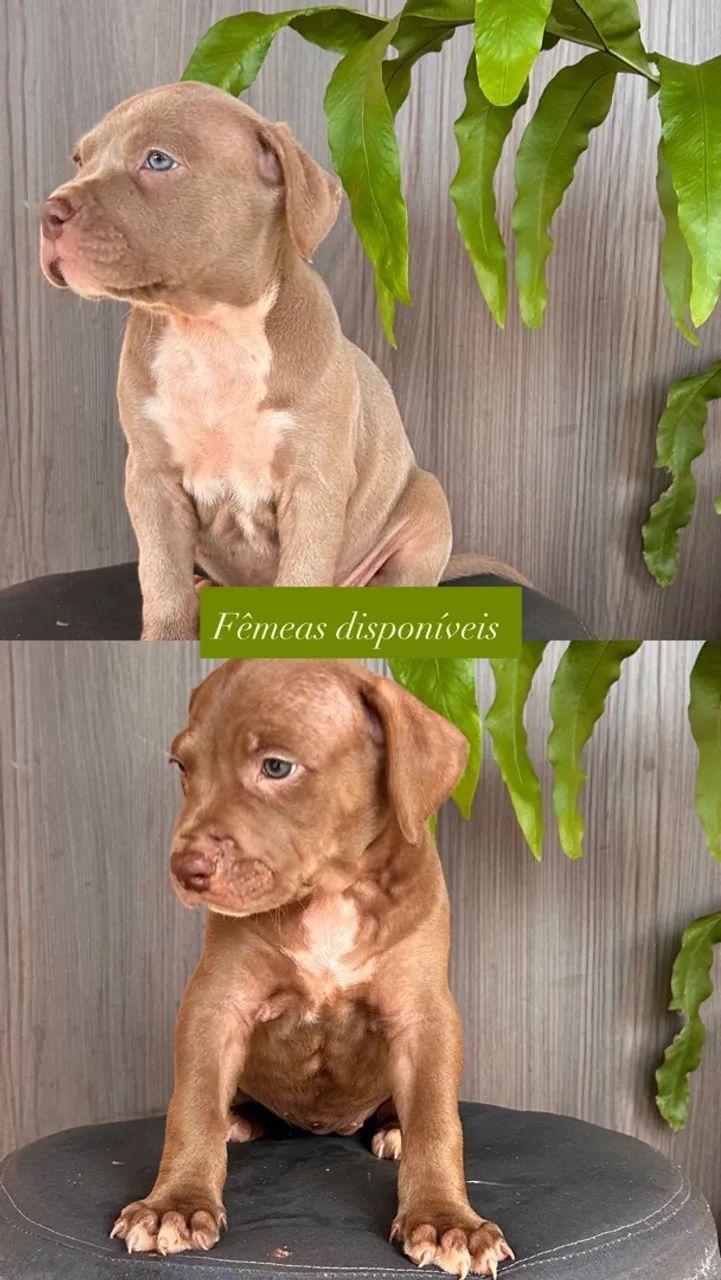Pitmonster - Foto 2