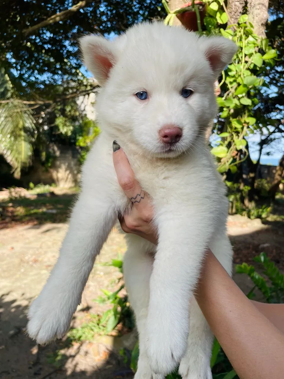 Husky siberiano  - Foto 5