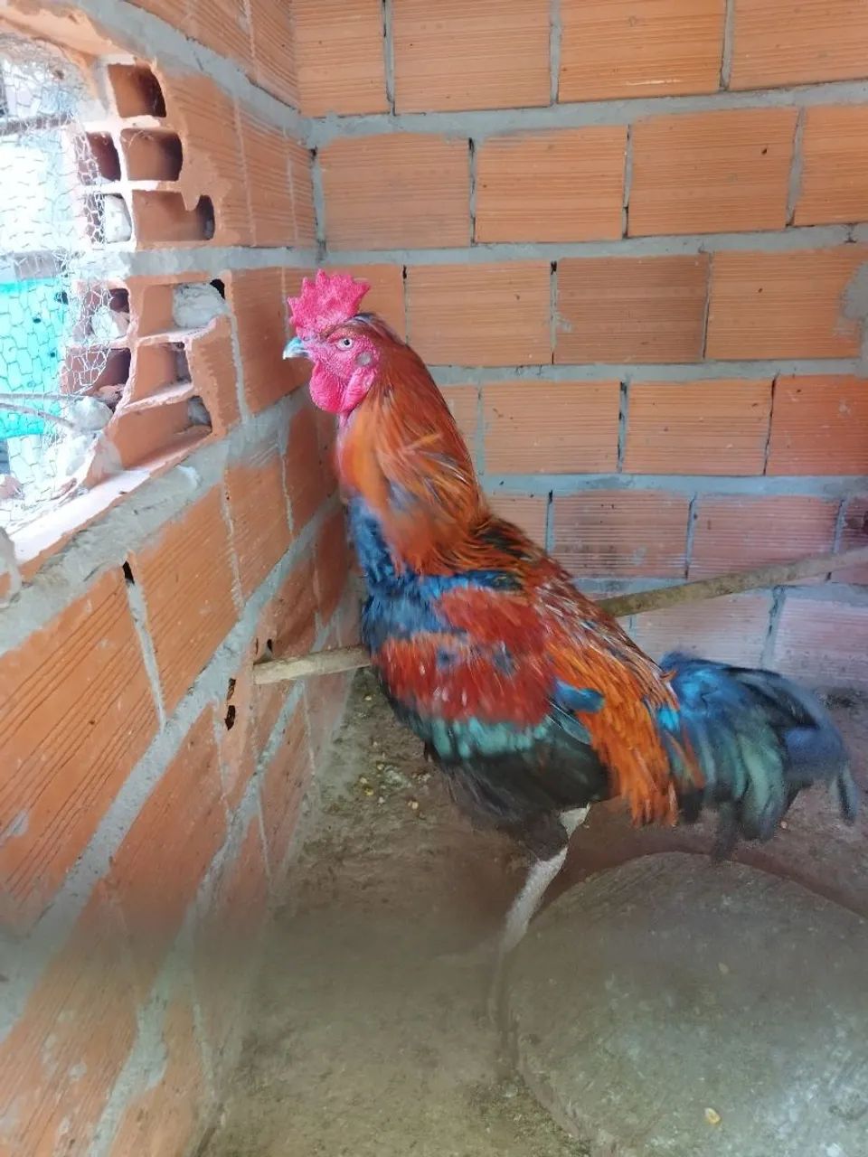 Vende se galinhas  - Foto 3