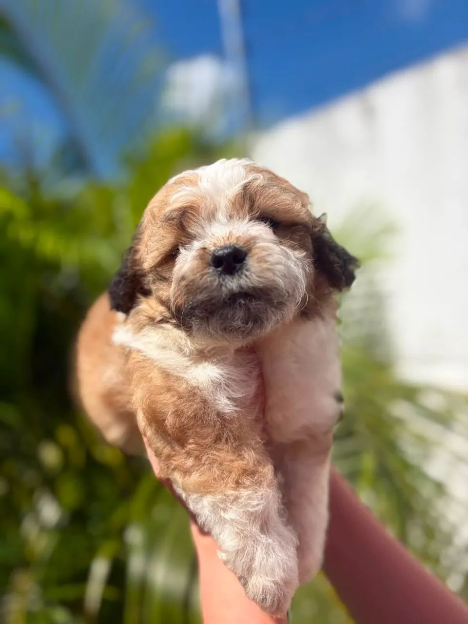 PROMOÇÃO IMPERDIVEL MACHO DE SHIHTZU  - Foto 2