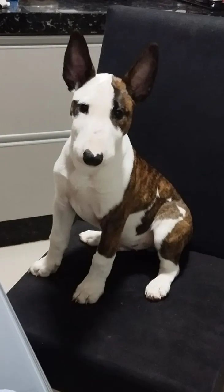 Vendo Bull terrier  - Foto 2