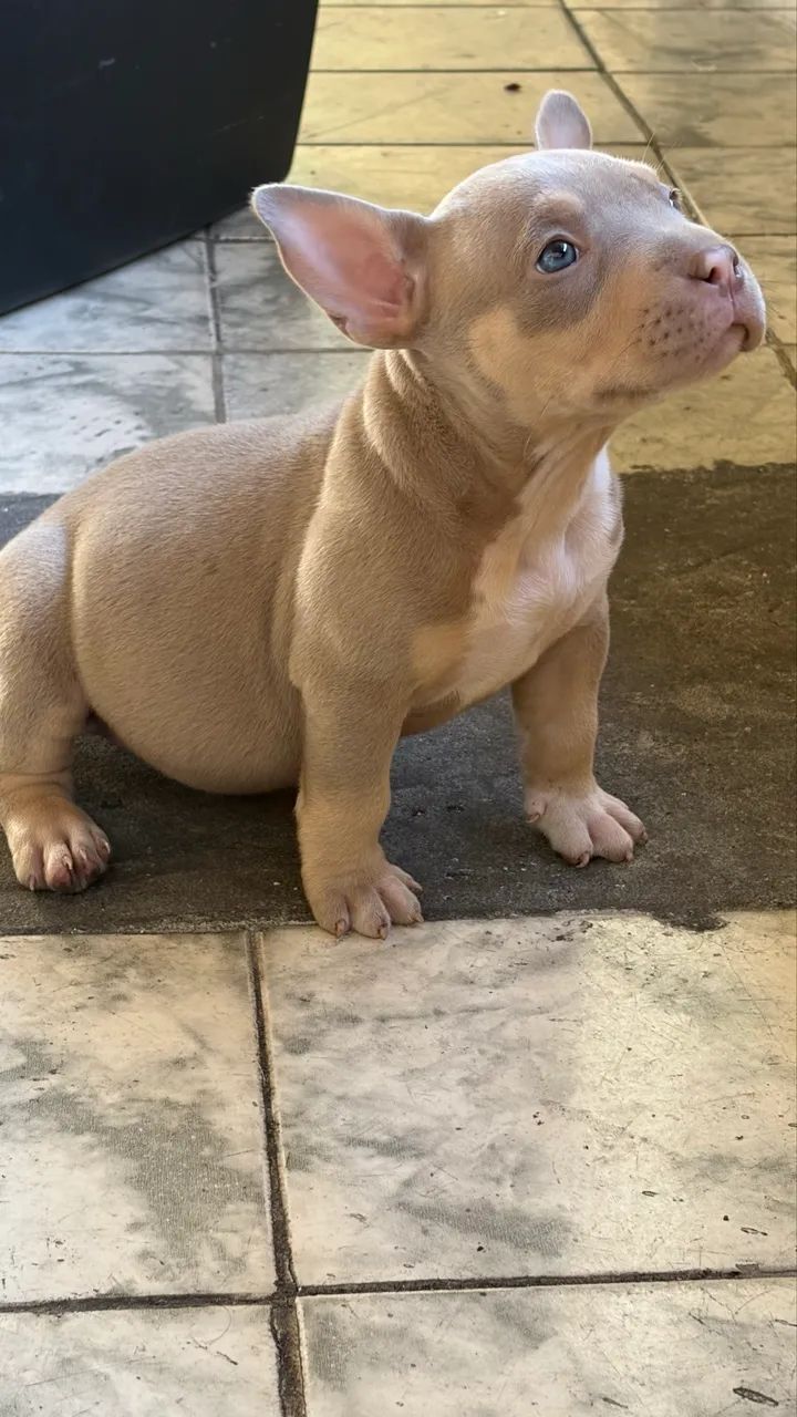 American bully  - Foto 3