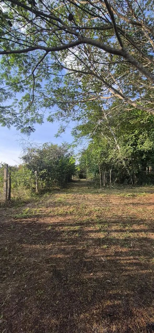 Serviço de Roçagem - Foto 2
