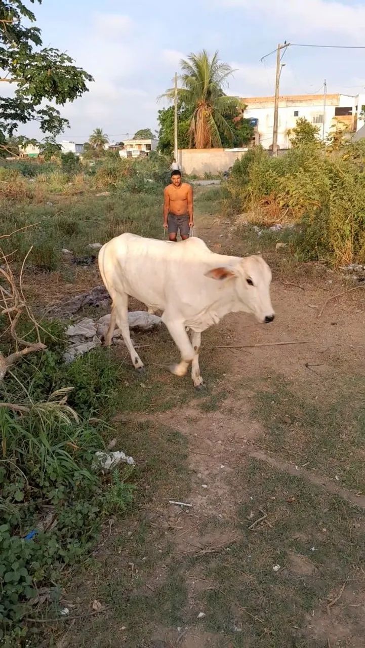 Vendo gado  - Foto 3