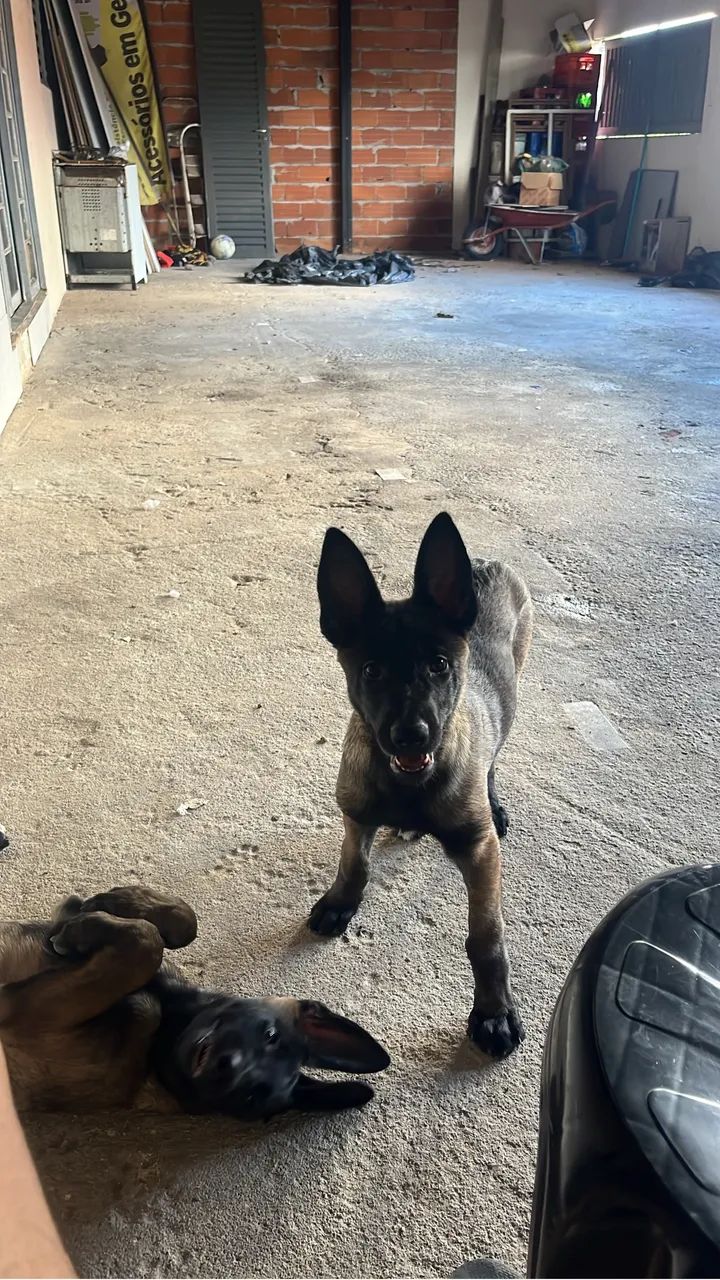 Pastor belga Malinois  - Foto 2