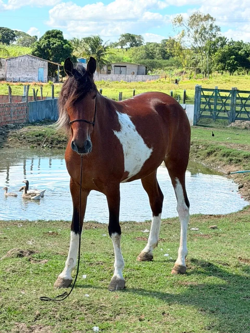 Cavalo  - Foto 4