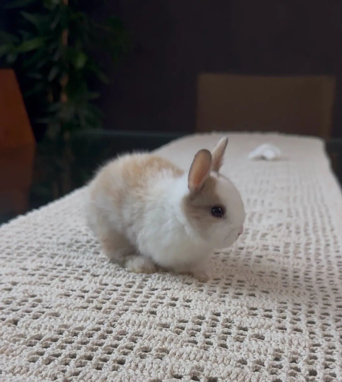 Coelho anão netherland dwarf