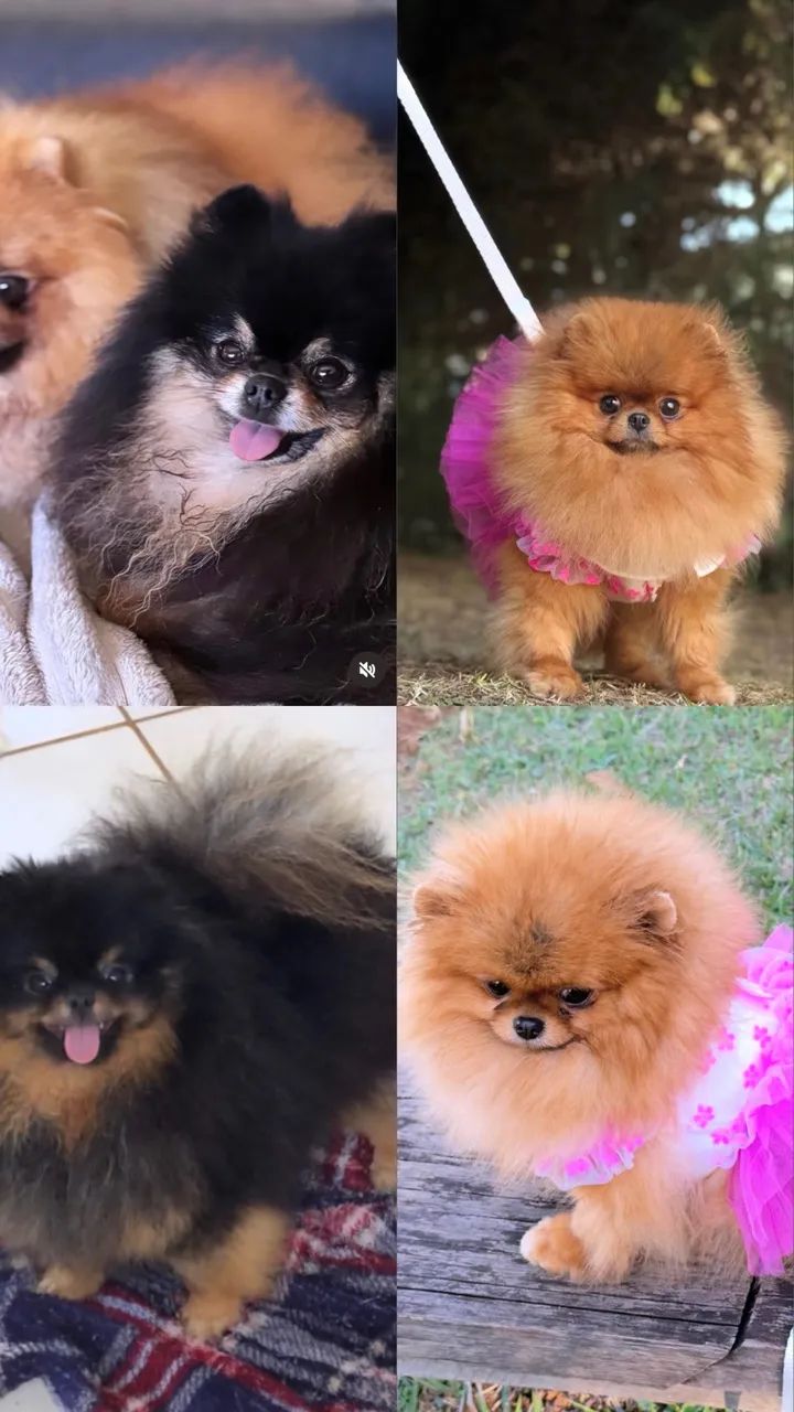 Bebê urso Lulu  - Foto 2