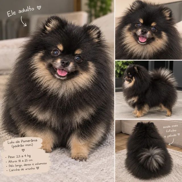 Spitz alemão anão  - Foto 4