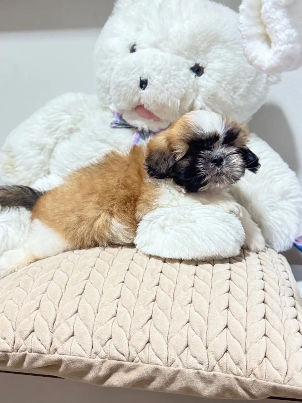 Shih Tzu filhote - pequeno é muito docil - Foto 5