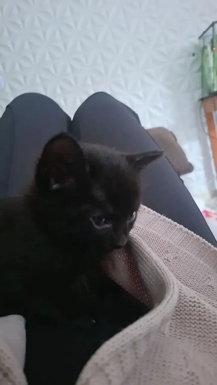 Dia gatinhas 