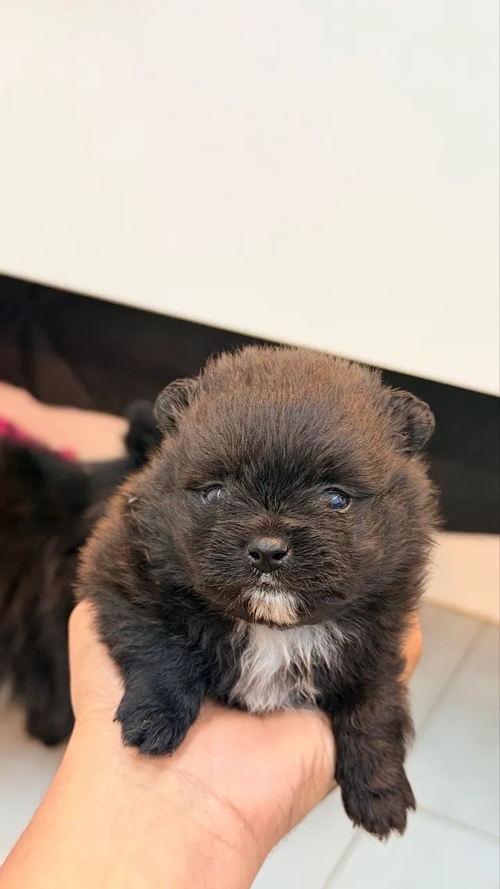 Spitz alemão LULU
