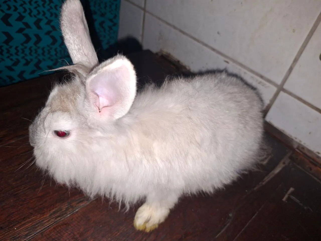 Vendem-se coelhos filhotes - Foto 4