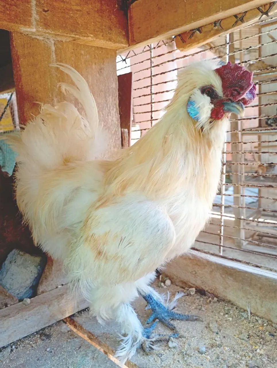 Galo sedosa 