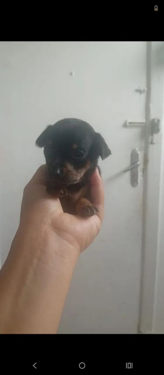Pincher 