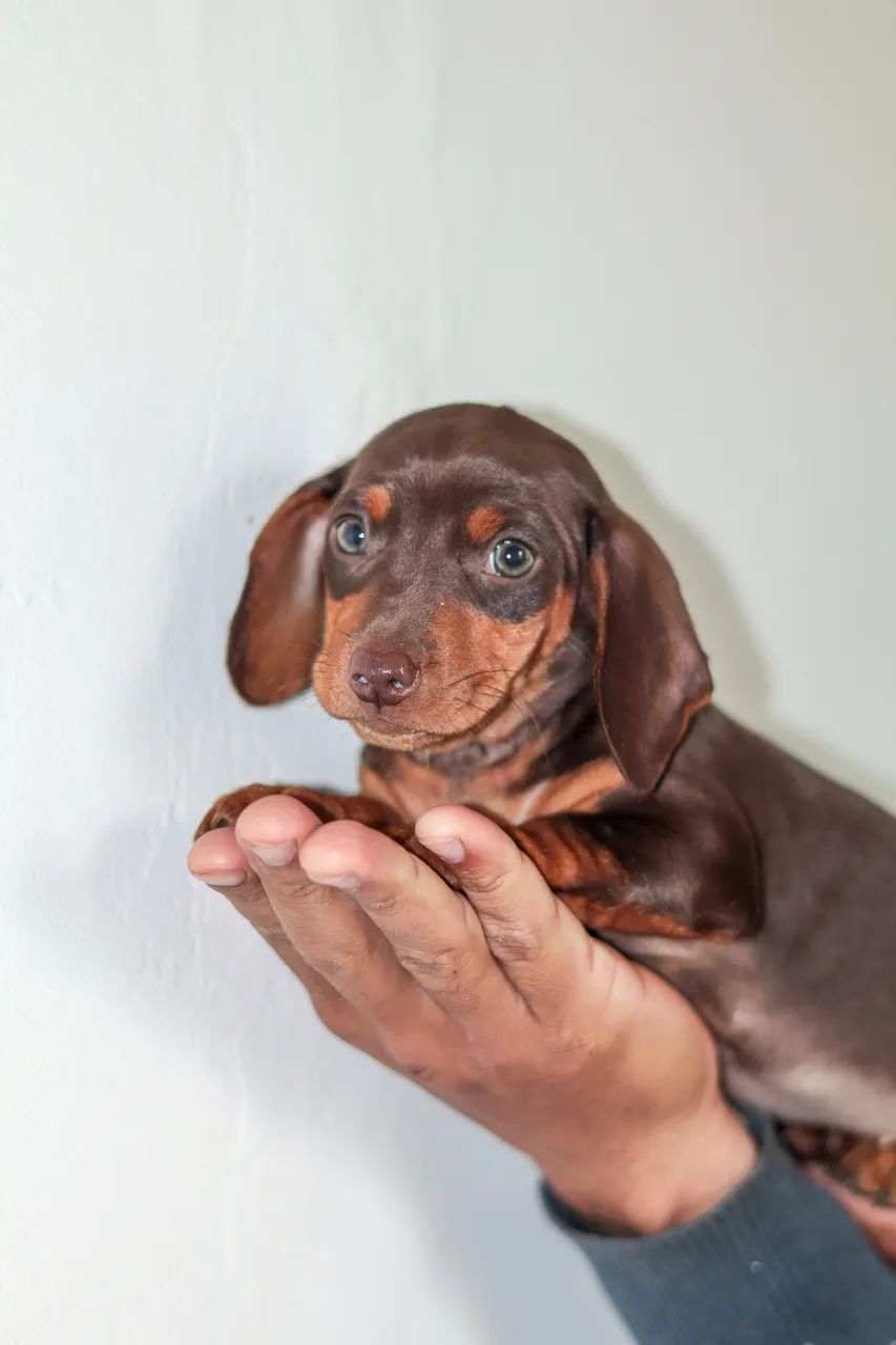 Dachshund 
