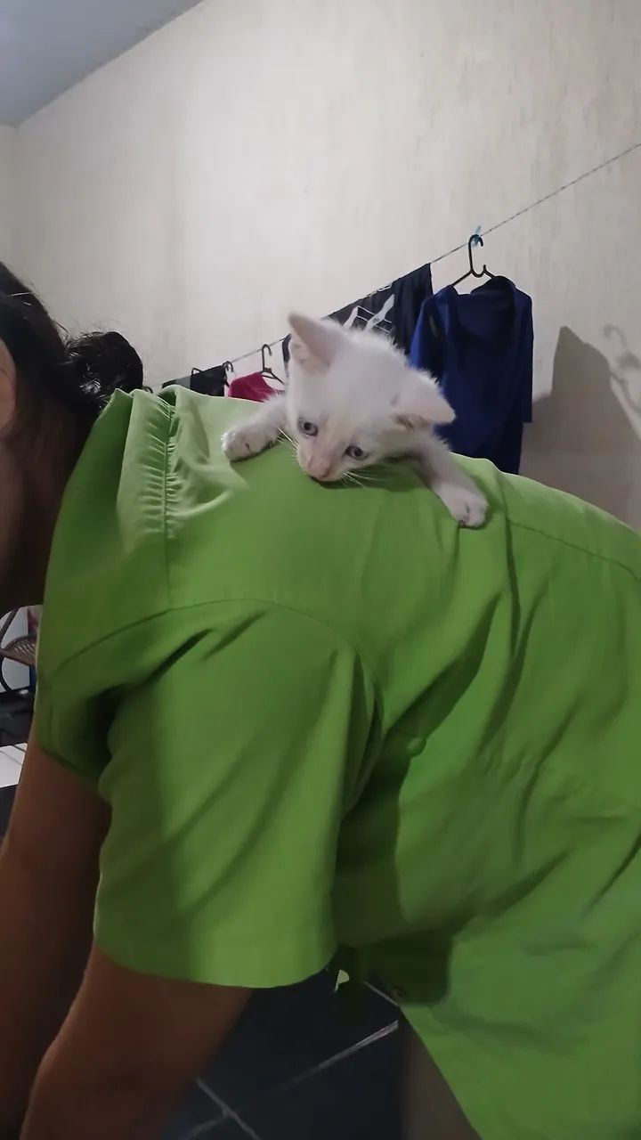 Doa-se Gato  - Foto 3