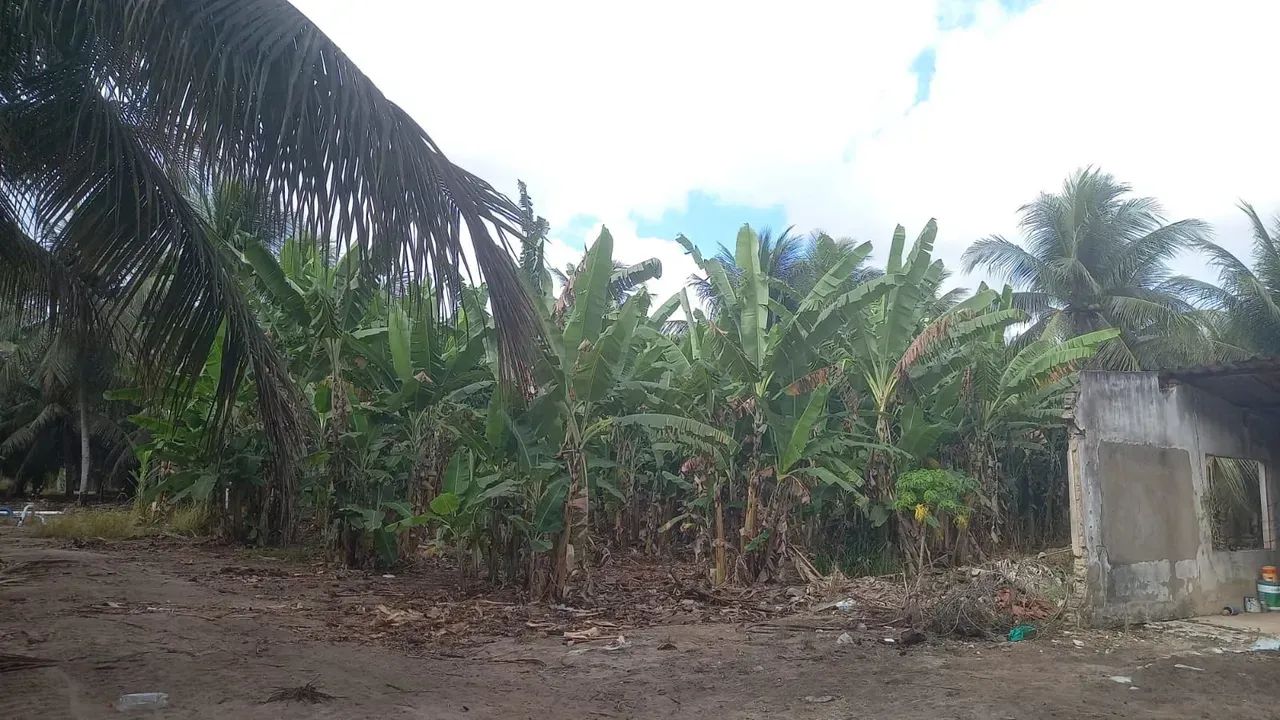 Fazenda de Coco Verde - Arena / RN - Foto 5