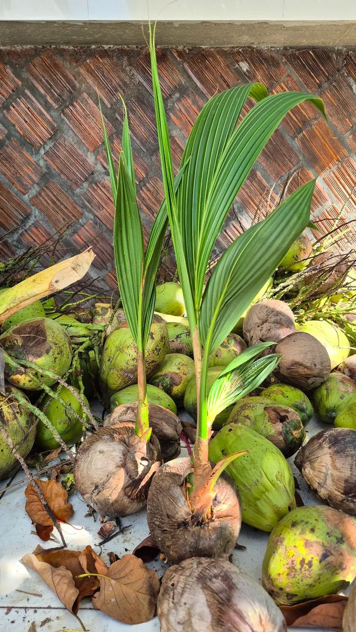 Temos mudas de coco e coco seco à venda! - Foto 2