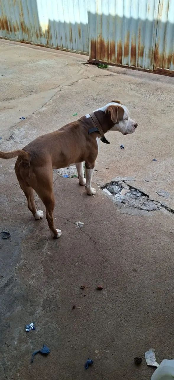 Cachorro  - Foto 2