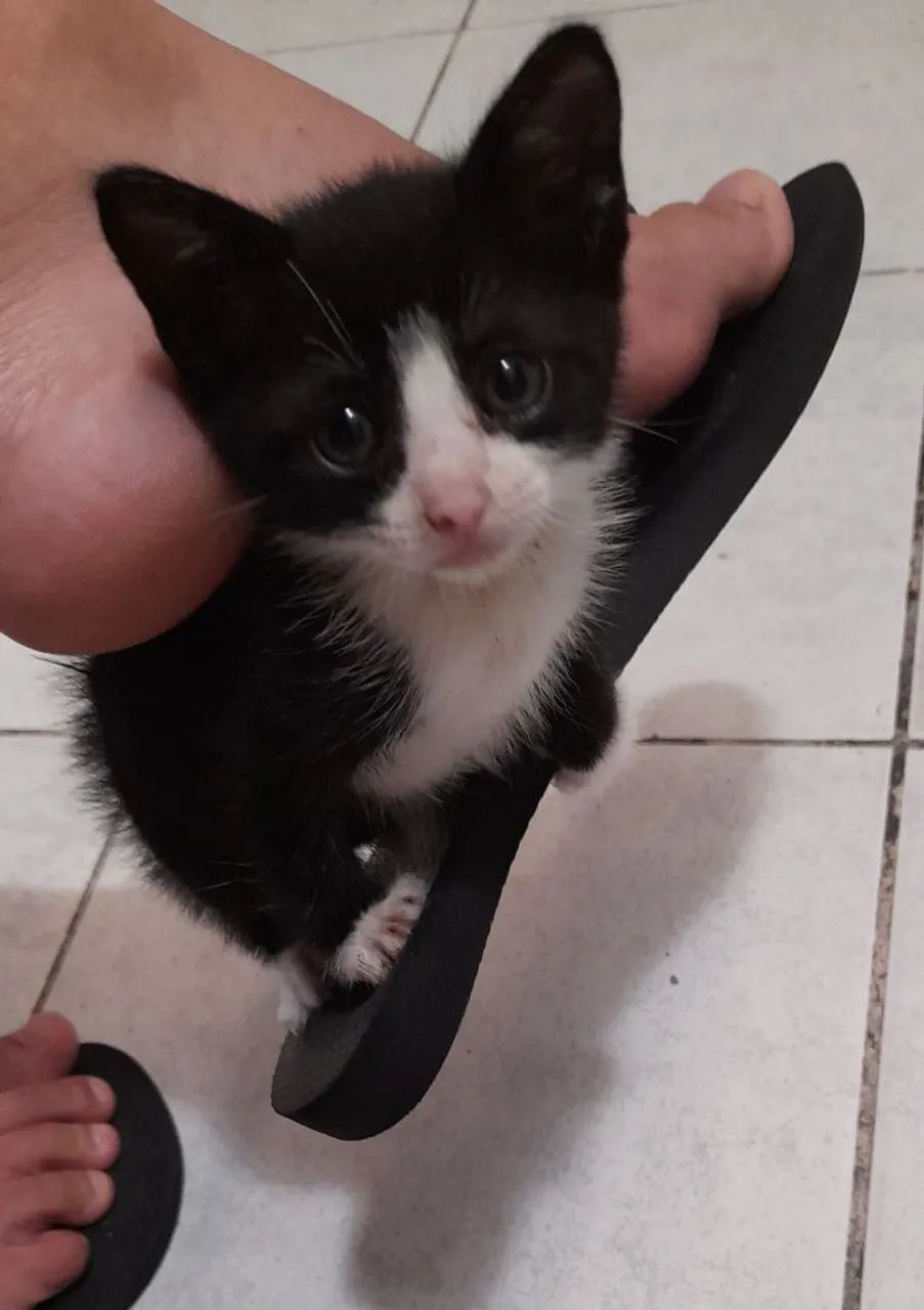 Doa-se Gato filhote (macho) - Foto 2