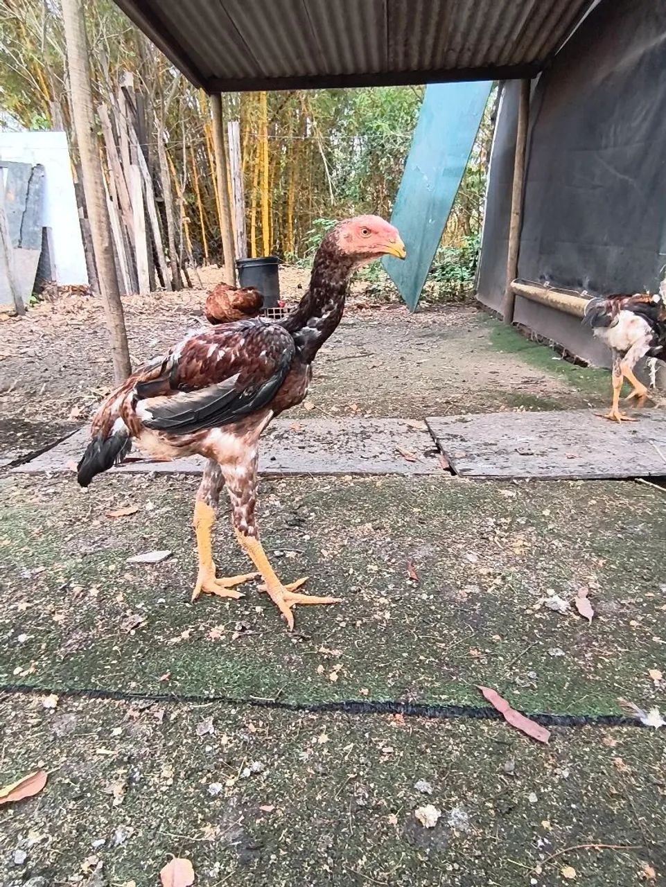 Frango índio gigante  - Foto 5