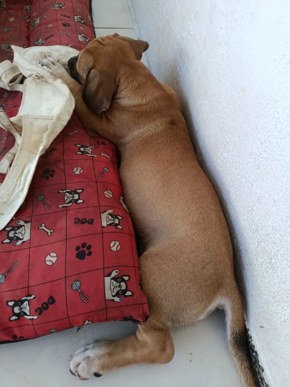 Filhotes pitbull - Foto 4