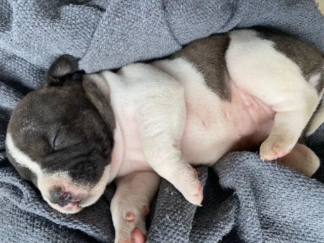 Cachorro  - Foto 5