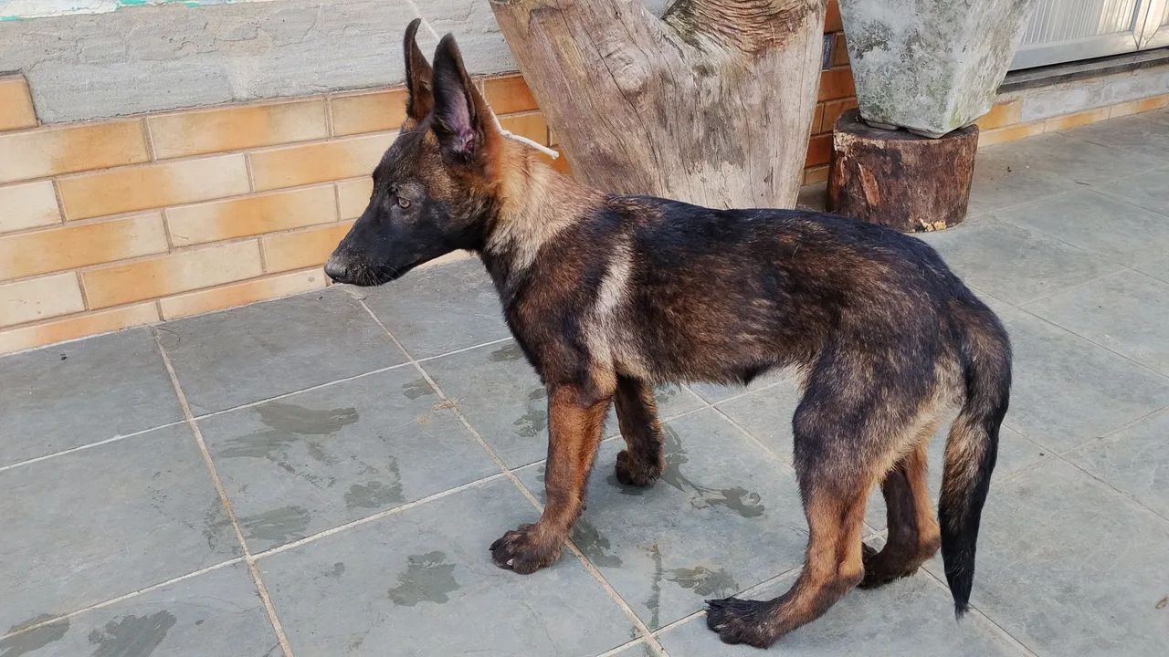 Pastor malinois  - Foto 3