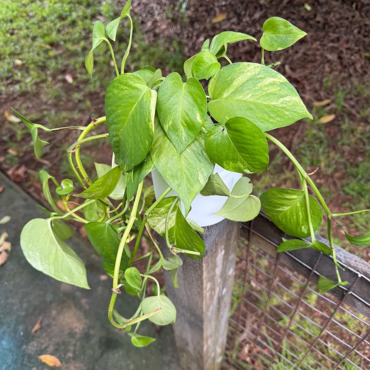 Plantas para pendurar jardim vertical ou usar na bancada