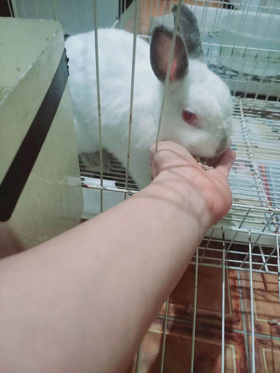 Coelhos anão netherland dwarf Menor raça do mundo - Foto 2