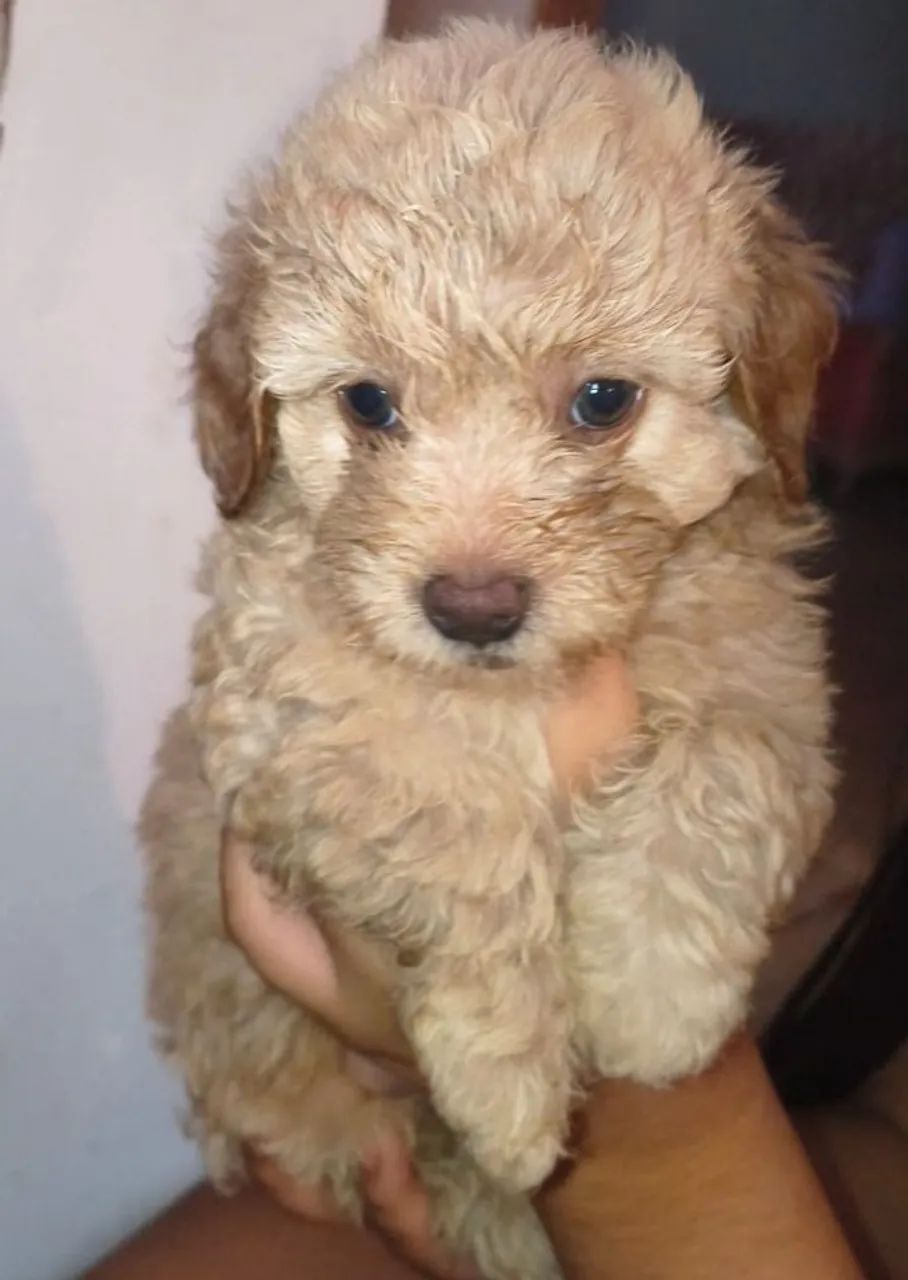 Filhotes de Poodle Toy - Foto 2