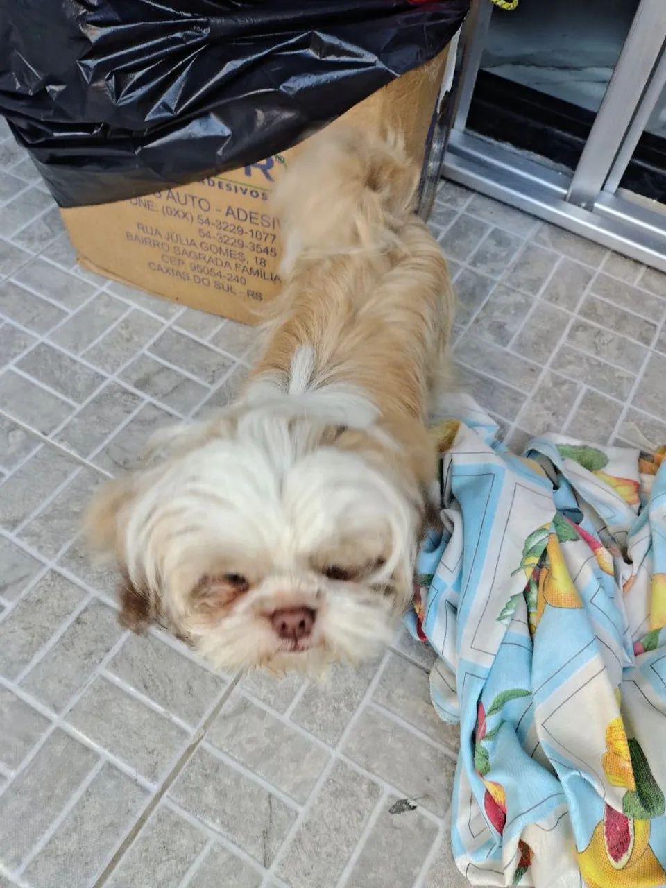 Vendo shih tzu vermificado - Foto 5