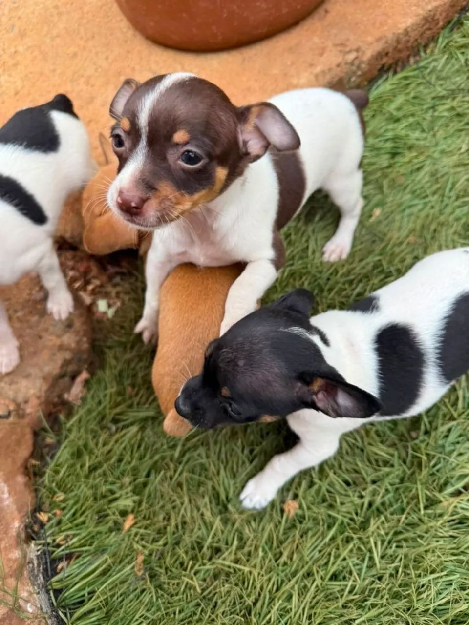 Pinscher  - Foto 2