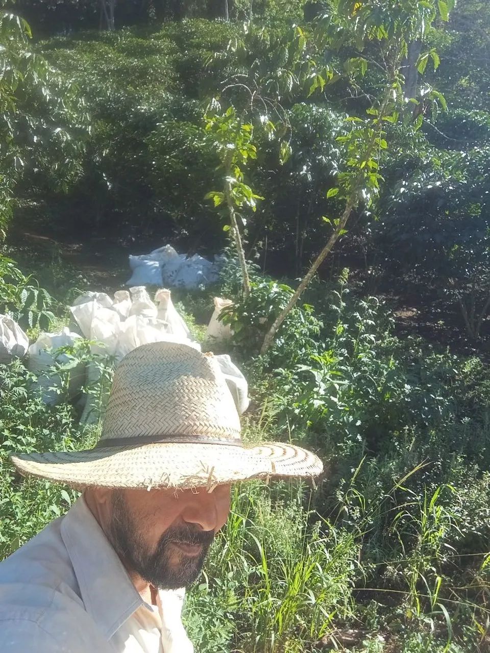Limpeza de terreno jardim piscina 